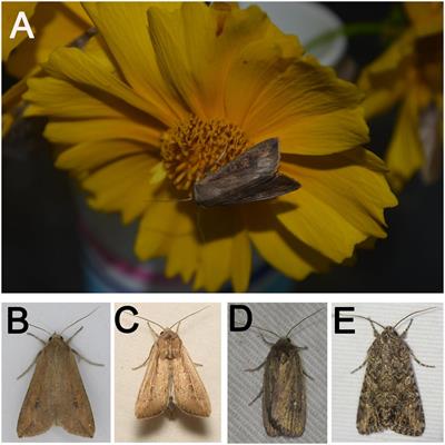 Pollen and nectar have different effects on the development and reproduction of noctuid moths